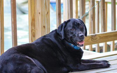 3 days of the dog: the middle child