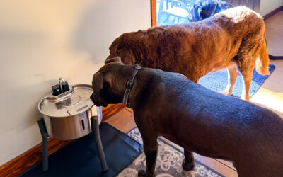 we now have a luxury hydration station