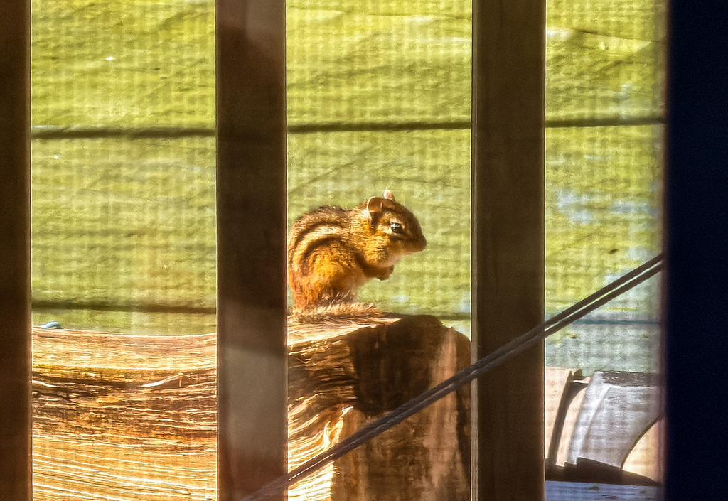 chipmunk Charlie