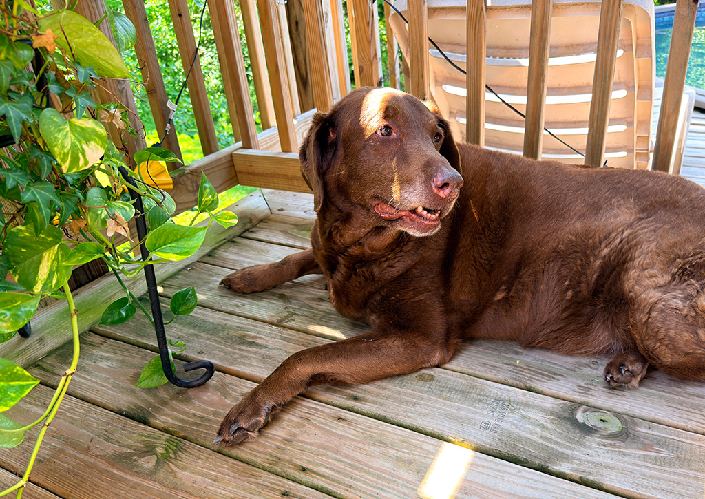 Dharma on the deck.
