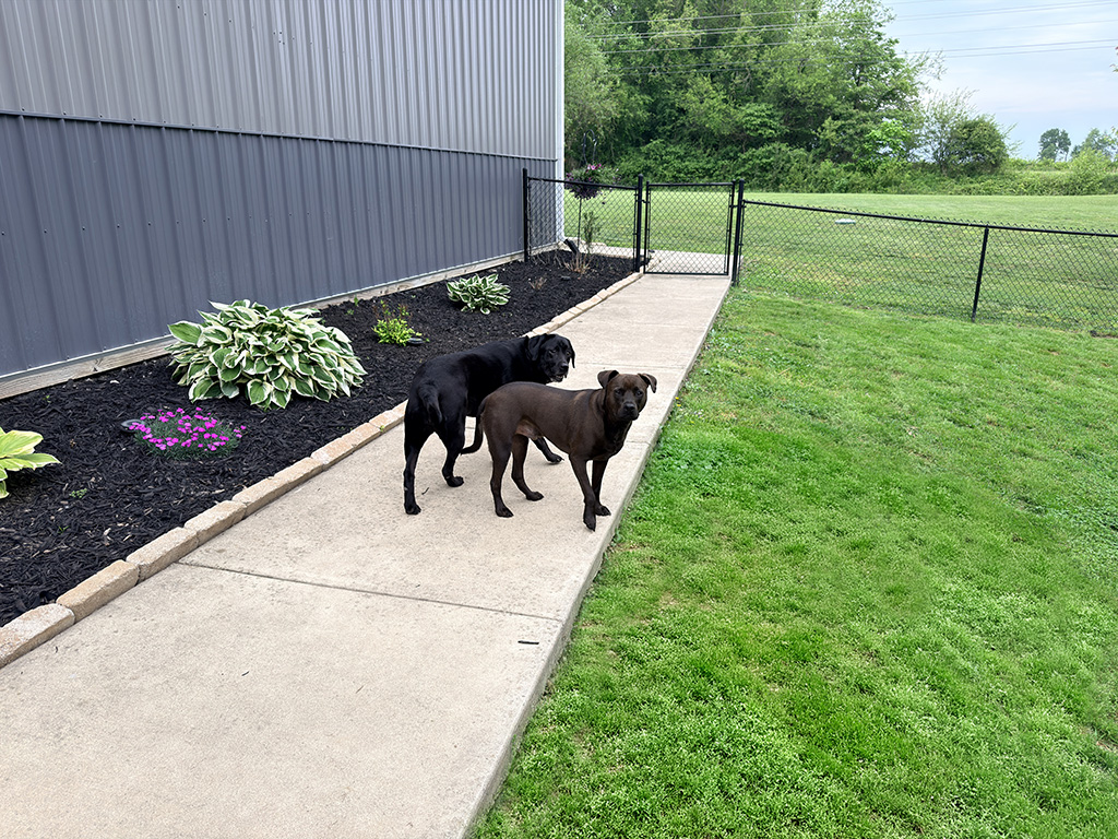 puppies outside