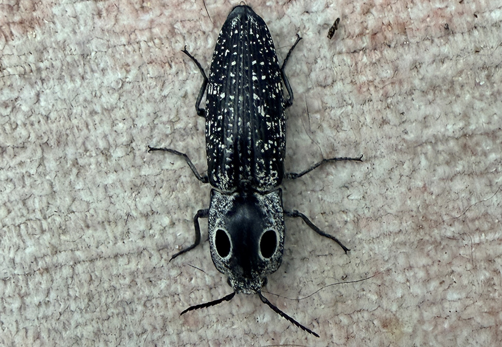 click beetle