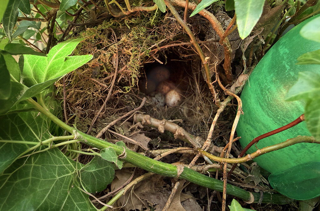 edith is already gone – where are the babies?