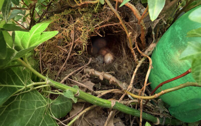 edith is already gone – where are the babies?