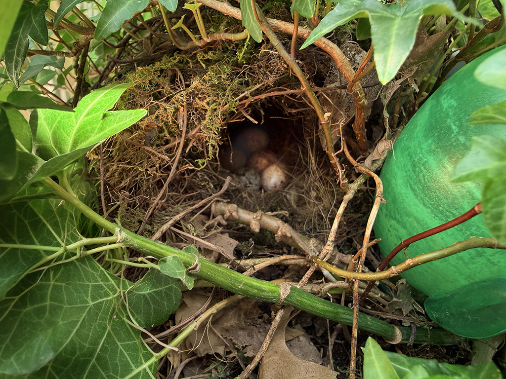 wren nest