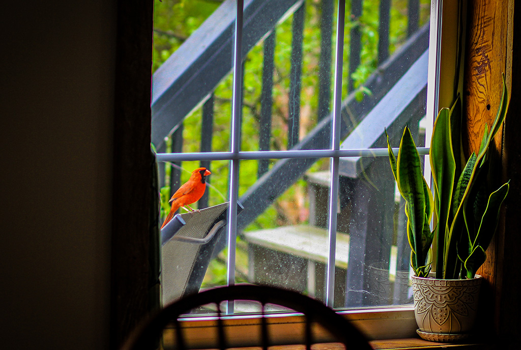 that darned redbird