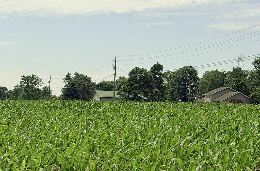 knee high by the fourth of July… erm JUNE!