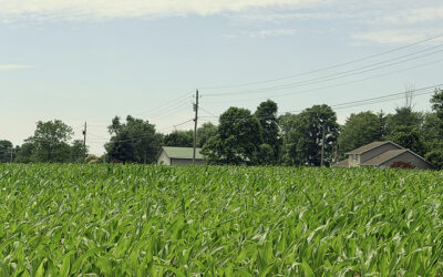 knee high by the fourth of July… erm JUNE!