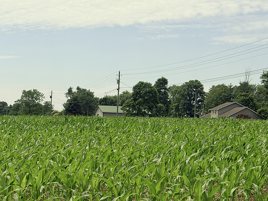 corn is knee high in June