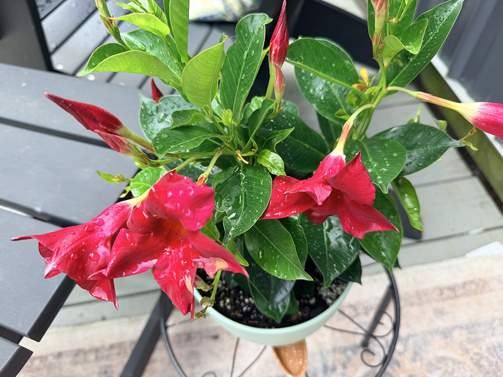 raindrops on flowering plant