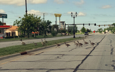 critters are everywhere… be safe out there!