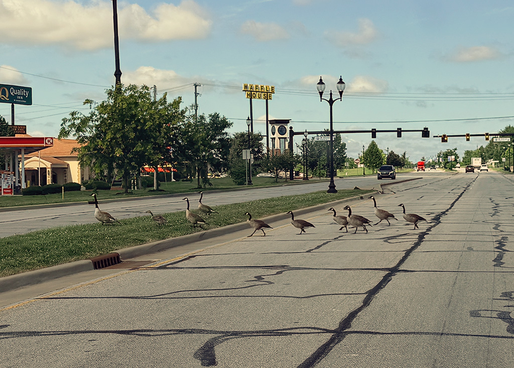 Canadian Geese