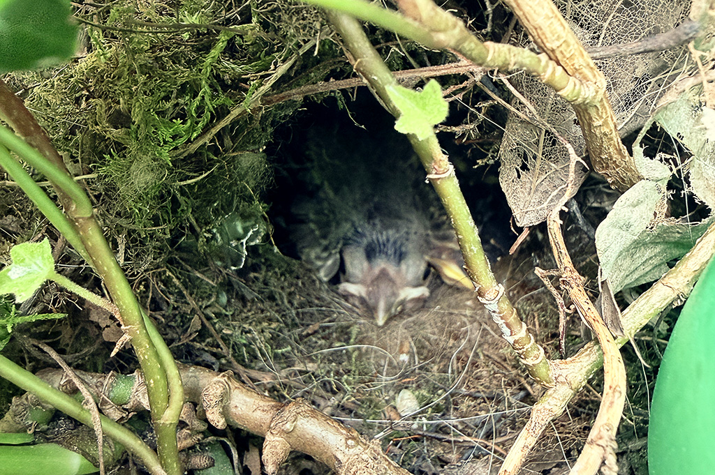 2 baby birds in a nest