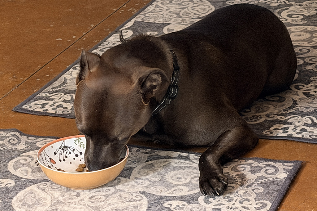 Hungry Hugo: week #26