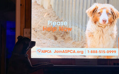 at the dog park: Progessive commercial