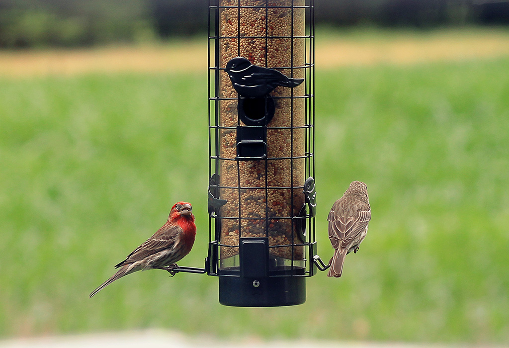 birds on feeder