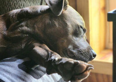 Lazy puppy. Week #29
