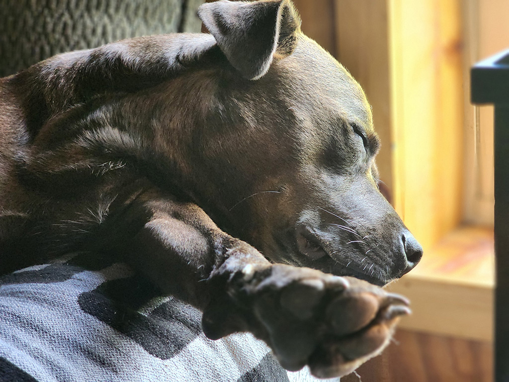 Sleepy Hugo