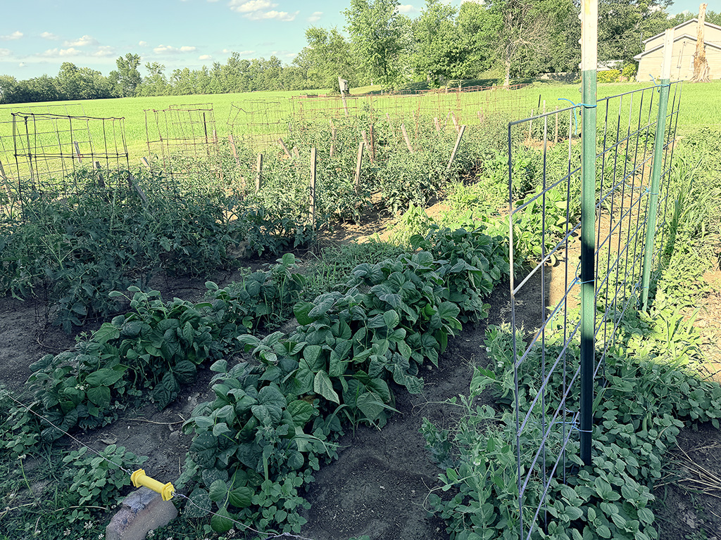 mr pesky's garden