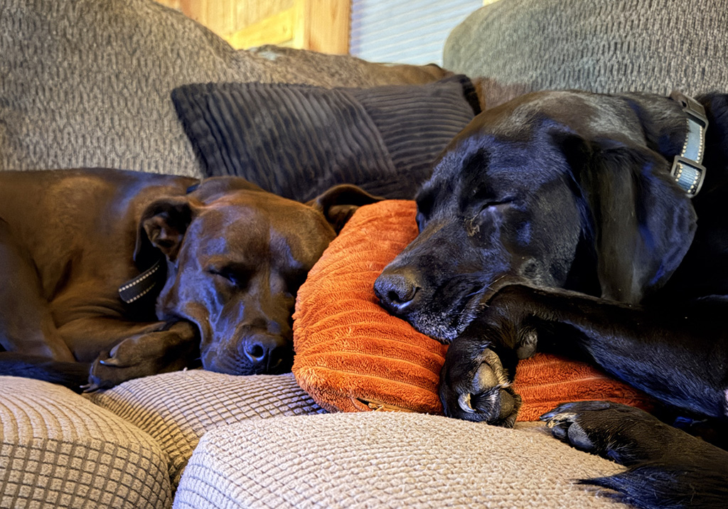 puppy gatekeepers
