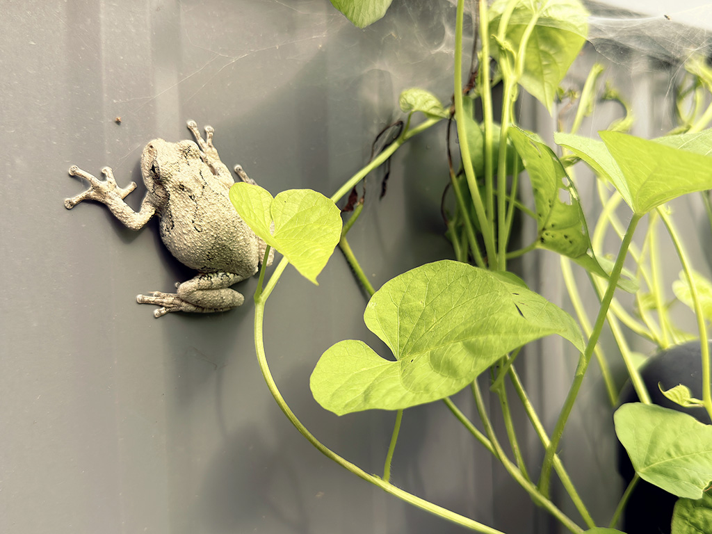 bug eating toad