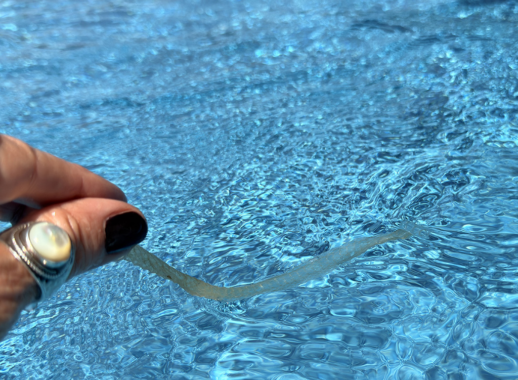 snake skin in the pool