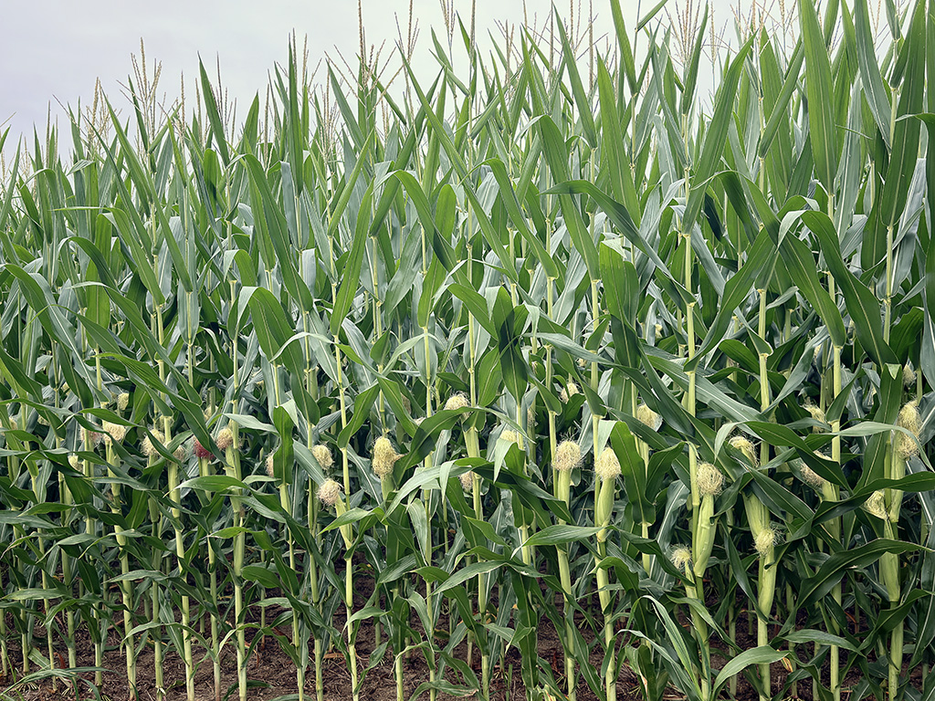 growing corn