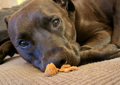 Hugo isn't tempted by food. Week #30