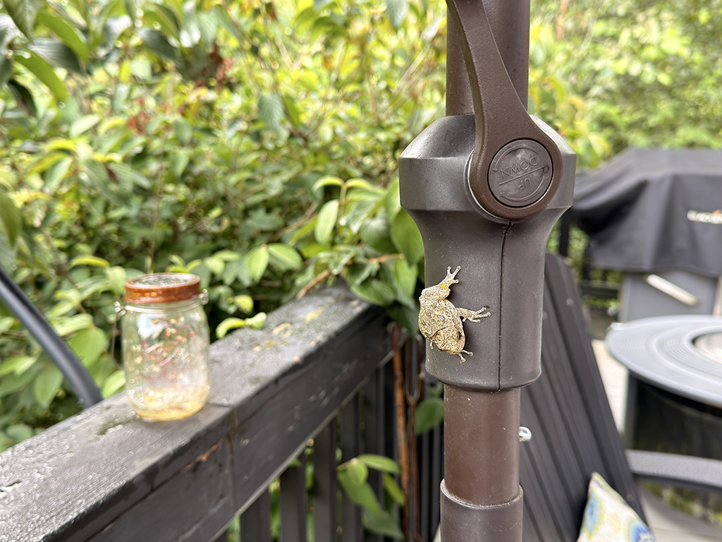 hiding critter in umbrella