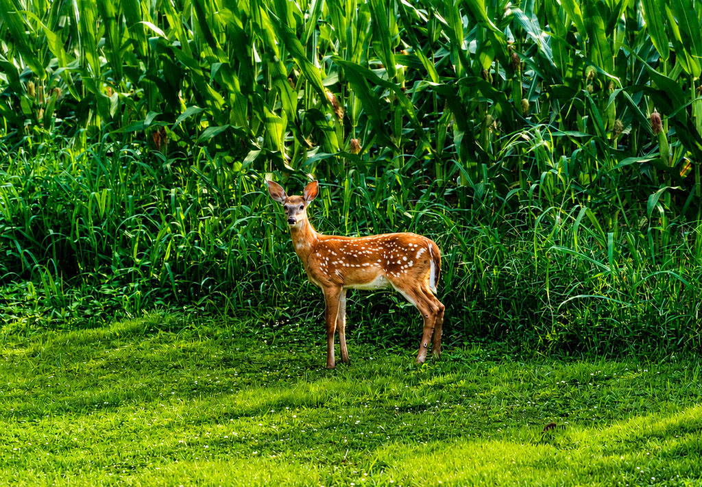 fawn looking at Hugo