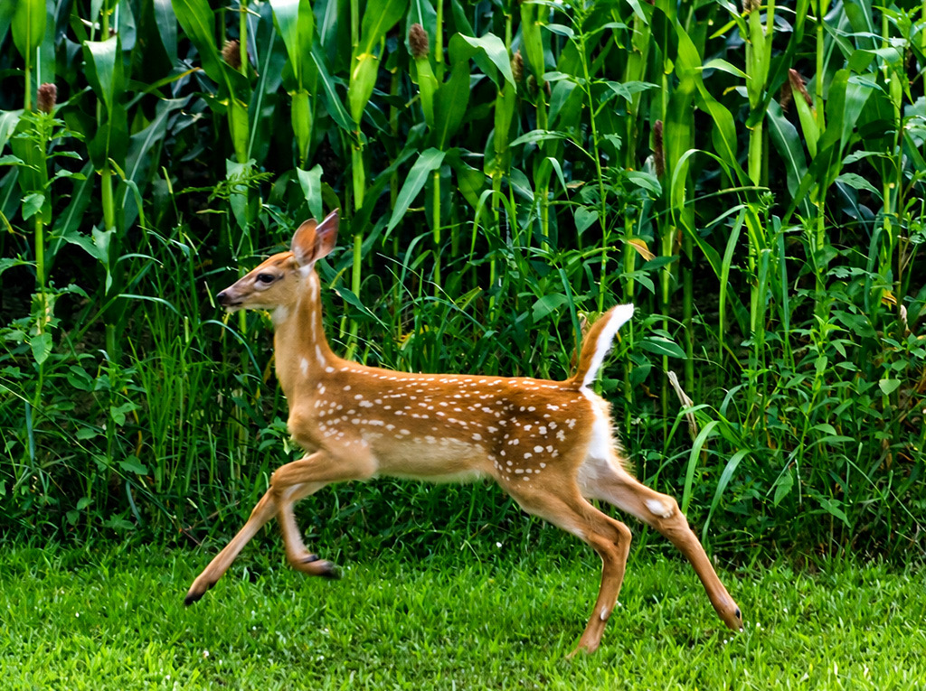 fawn running away
