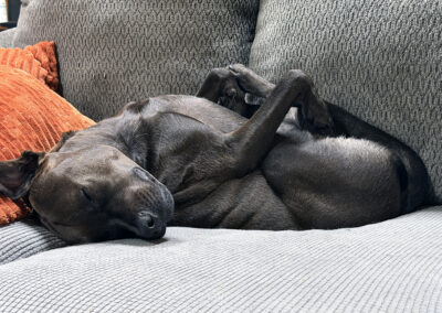 Hugo is a biological male