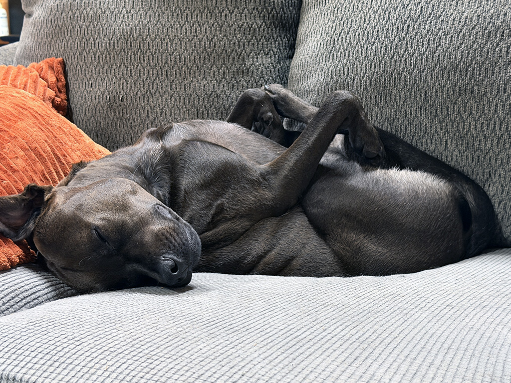 Hugo is a biological male