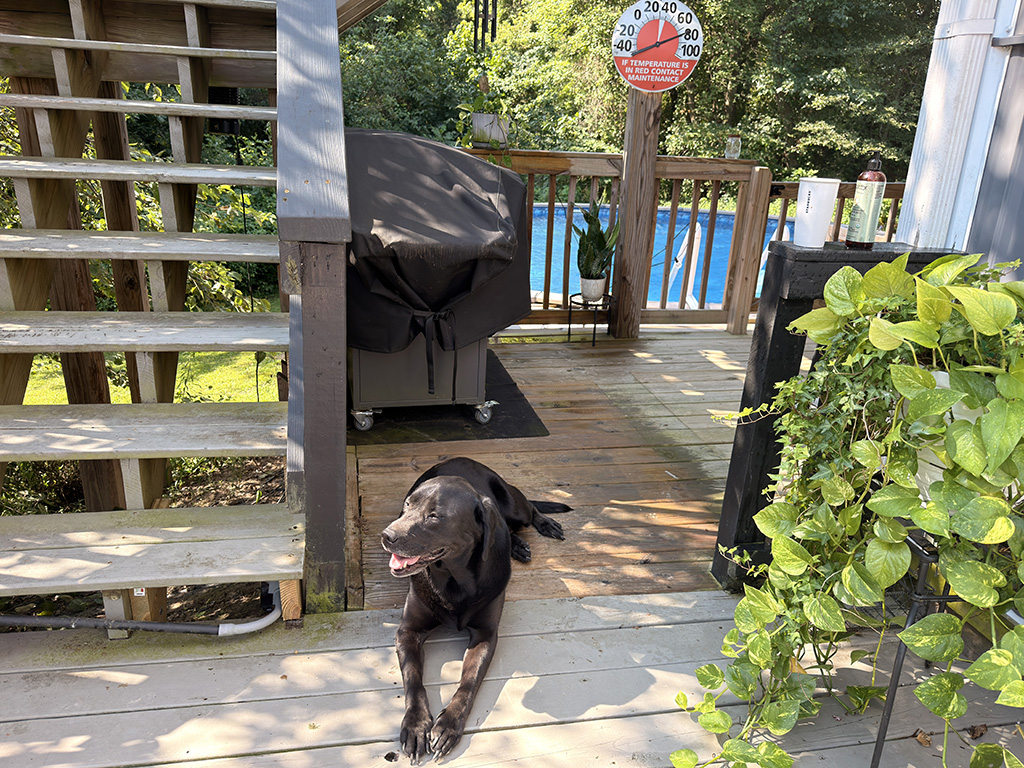 Joys of summer: week #32