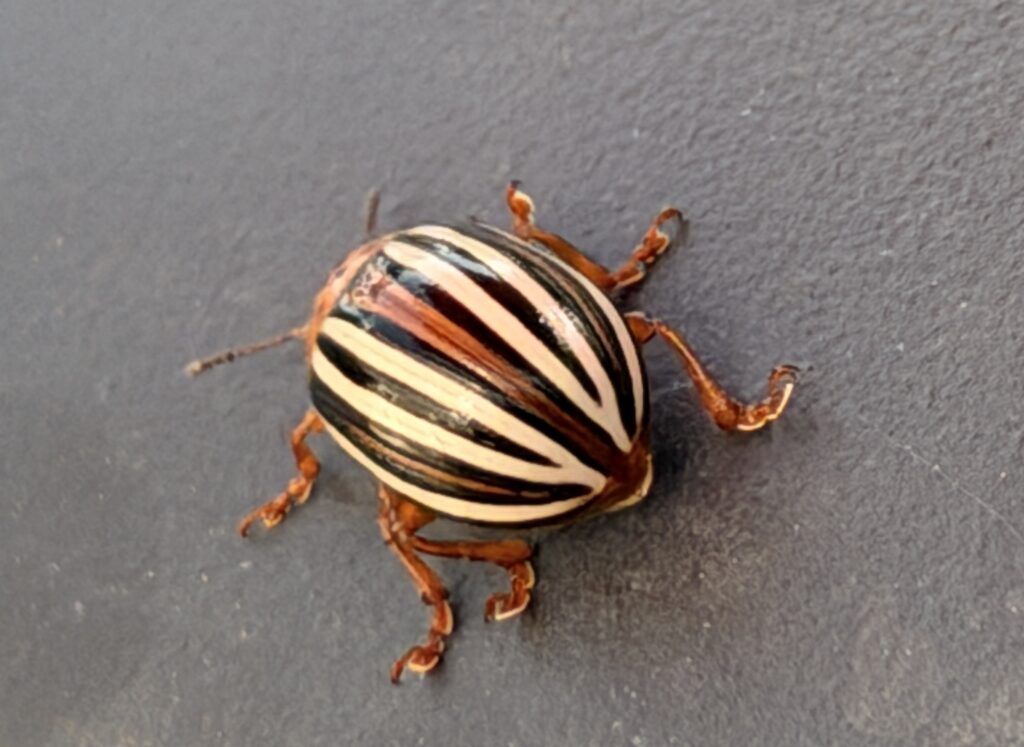 potato beetle