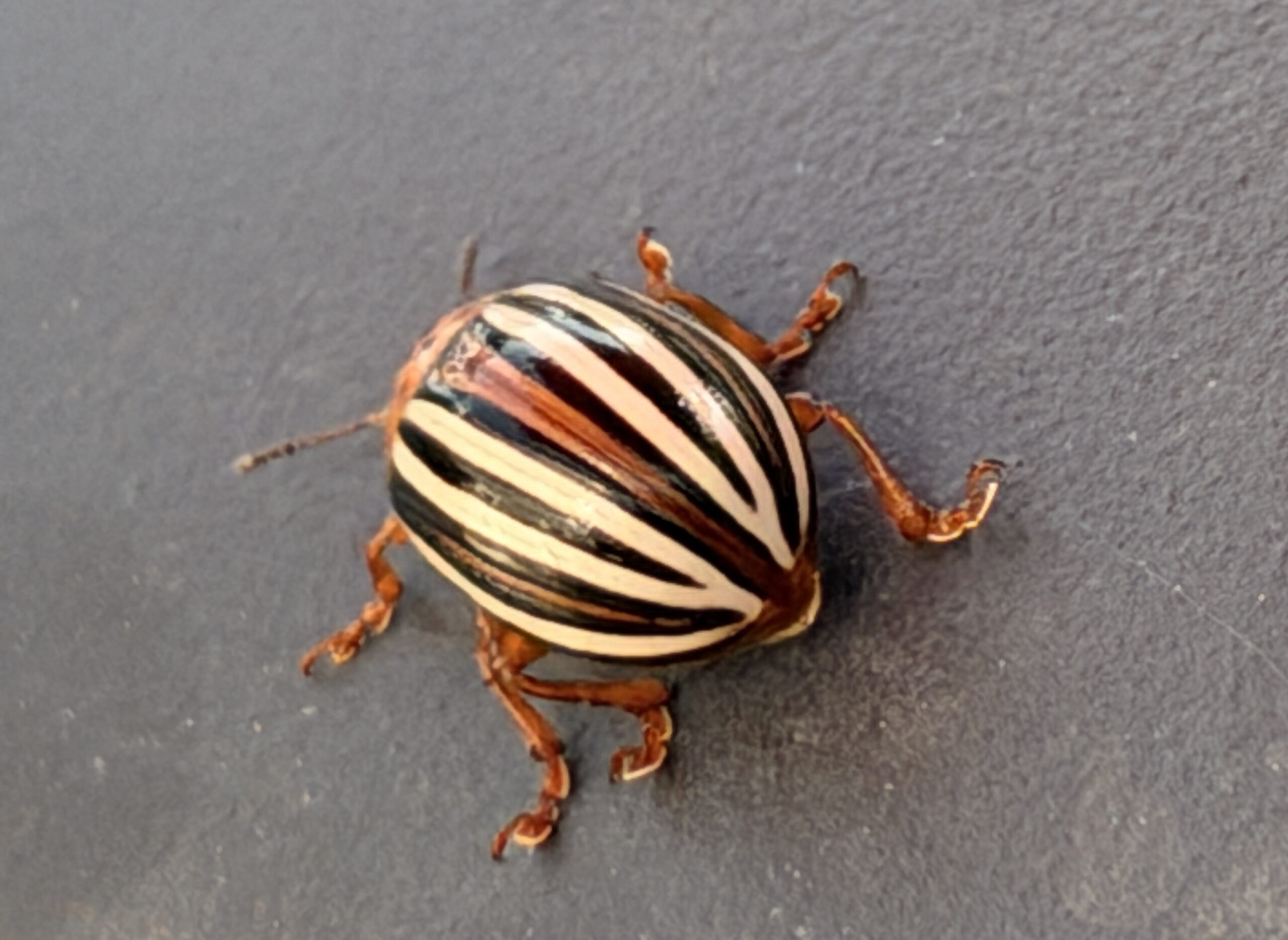 potato beetle