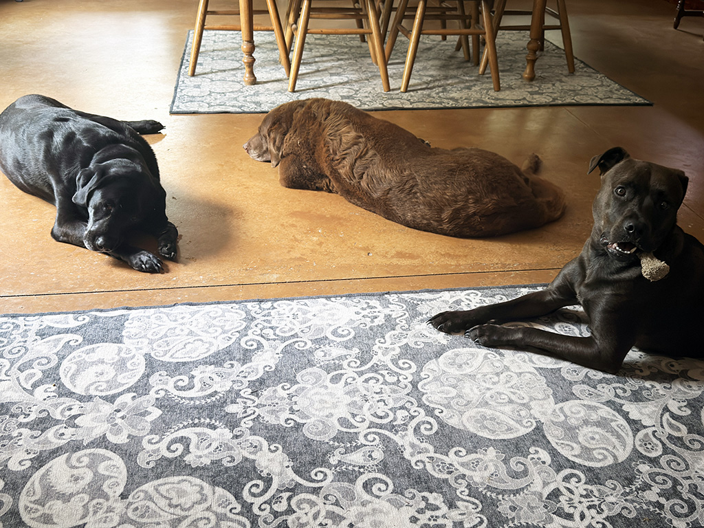 3 doggos