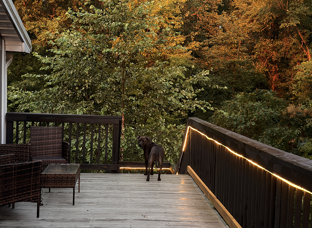 Hugo on upstairs deck