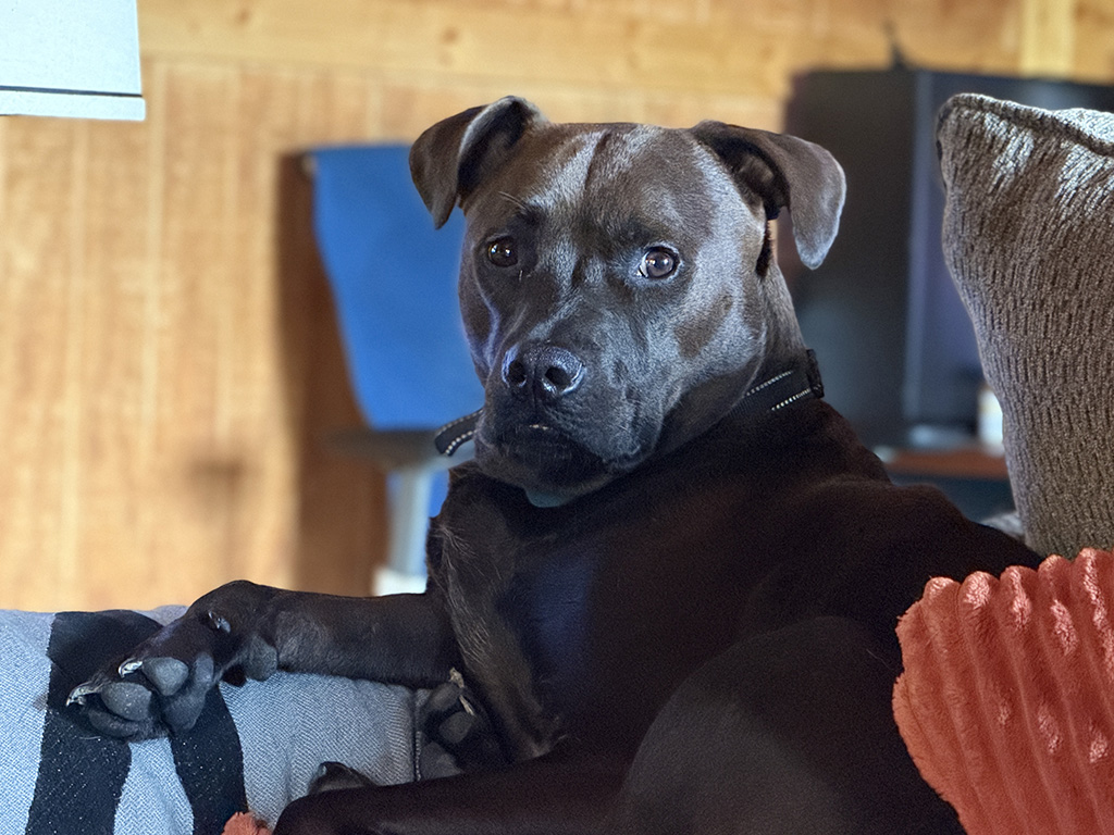 Hugo is judging me.