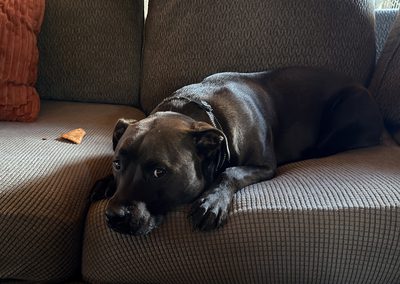 Hugo and his pizza: week# 36