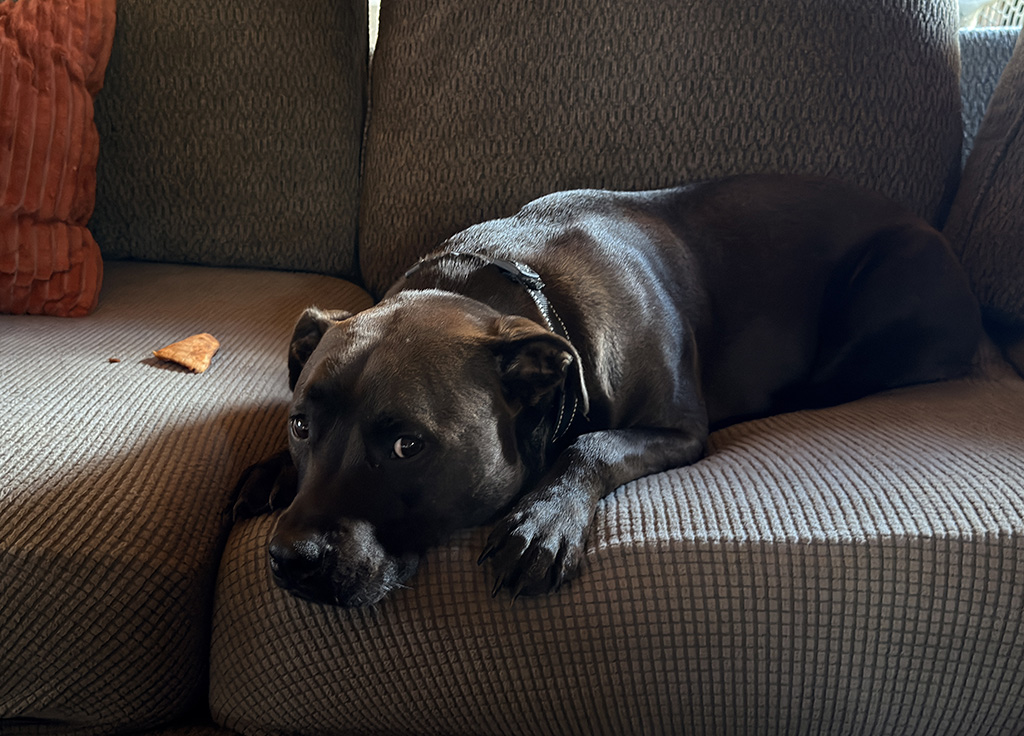 Hugo with pizza