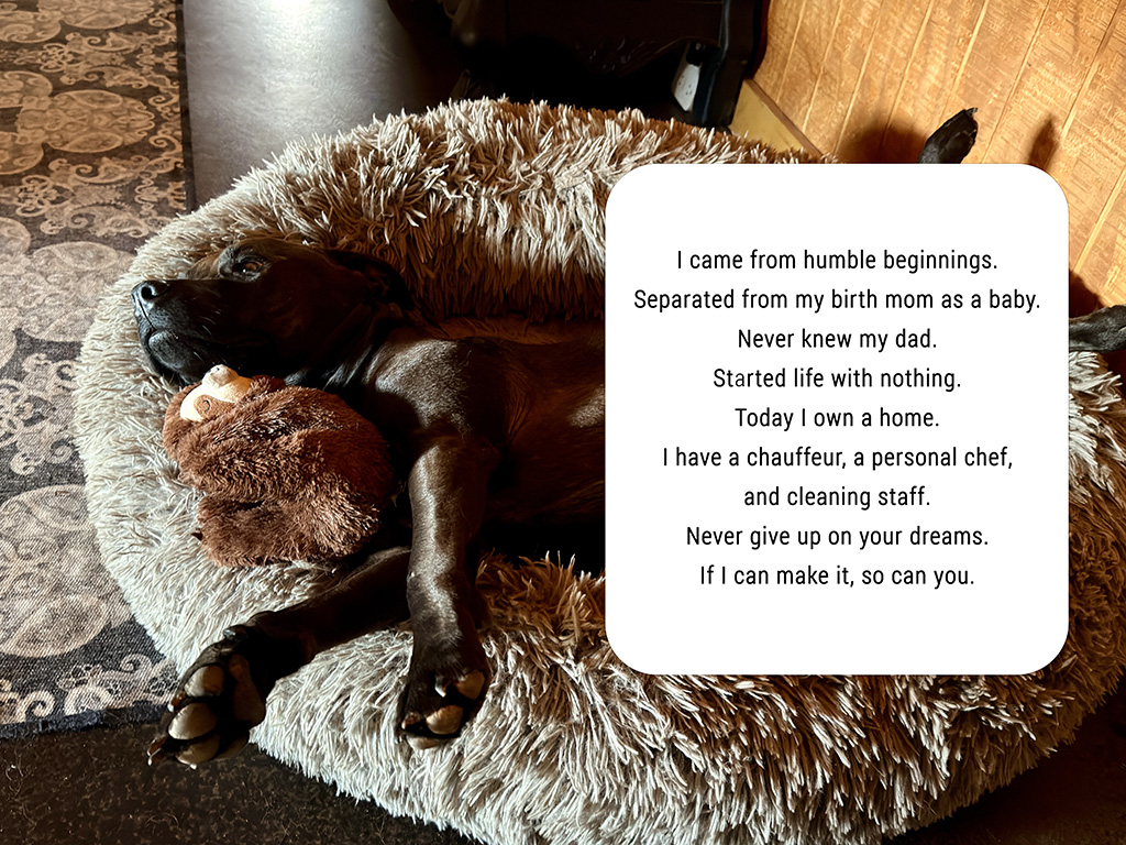 never give up on your dreams