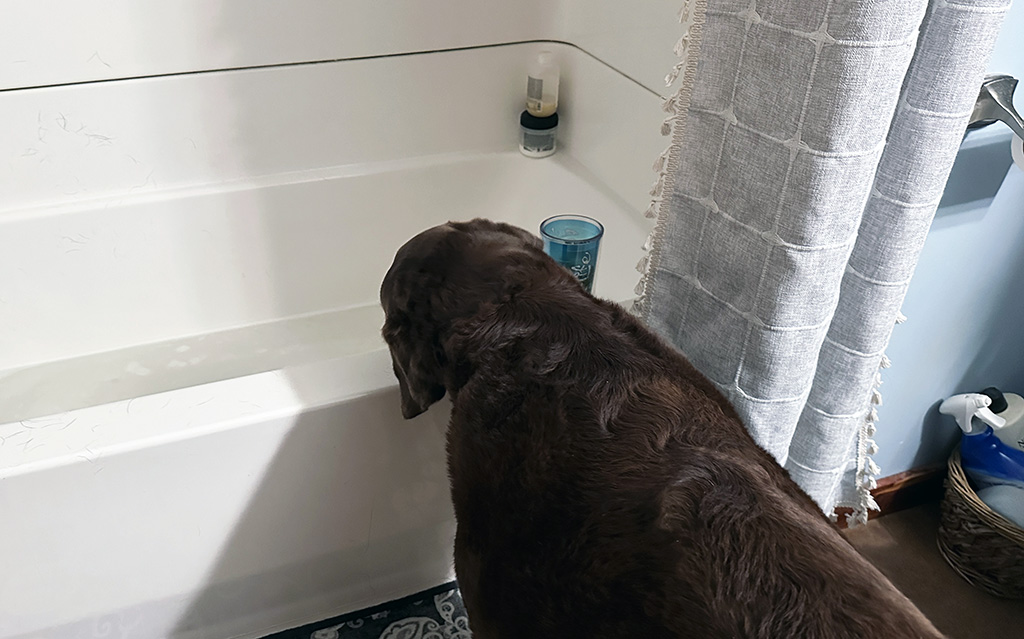 Dharma prefers a bath: week #39