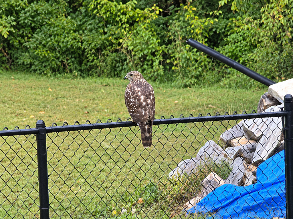 hawk on fence