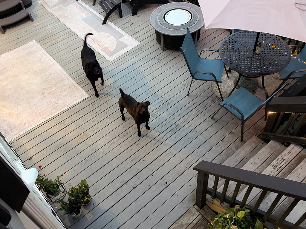 2 hounds outside on the deck