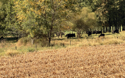 no leaf-changing signs of fall yet and we’re already ready for winter