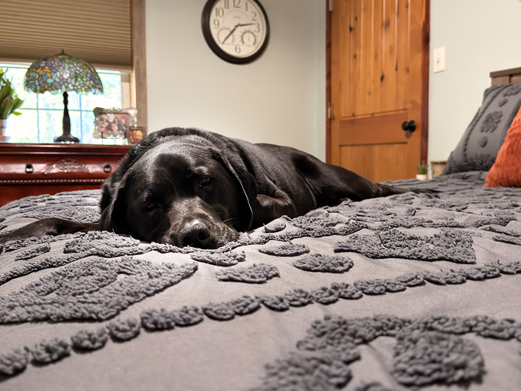 Merida approves of the bed position: week #43