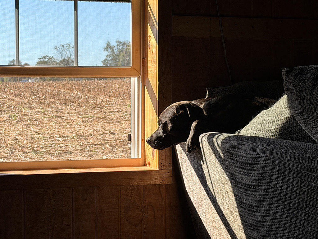 Hugo is thinking.