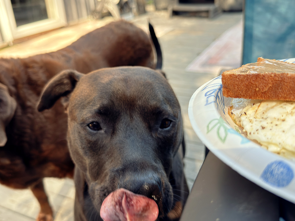 Hugo the brown rescue pit bull eyeing breakfast during a fall morning outdoors in southern Indiana.