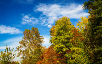 fall is back and so is the redbird